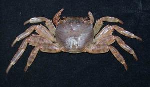 白紋方蟹( i Grapsus albolineatus /i )台灣俗名:岩蟹、臭腥仔