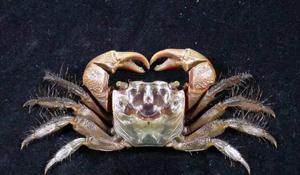 無齒螳臂蟹( i Chiromantes dehaani /i )台灣俗名:漢氏螳臂蟹