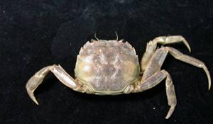日本絨螯蟹( i Eriocheir japonicus /i )台灣俗名:毛蟹