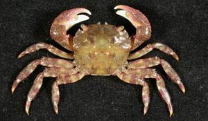 肉球近方蟹( i Hemigrapsus sanguineus /i )台灣俗名:濱蟹