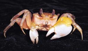 中華沙蟹( i Ocypode sinensis /i )