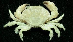 奧氏滑面蟹( i Etisus odhneri /i )
