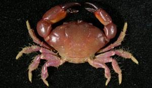 次銳毛足蟹( i Lachnopodus subacutus /i )