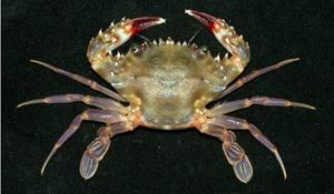 尖額蟳( i Charybdis acutifrons /i )台灣俗名:石蟳