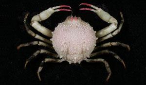 海洋擬精干蟹( i Pariphiculus mariannae /i )