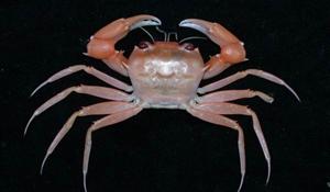 ( i Psopheticus hughi /i )