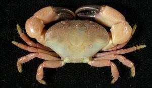 礁石假團扇蟹( i Pseudozius caystrus /i )