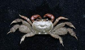 扁平擬閉口蟹( i Paracleistostoma depressum /i )