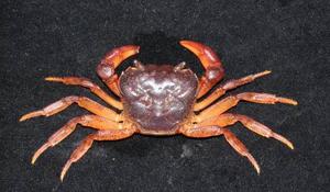 拉氏清溪蟹( i Candidiopotamon rathbunae /i )台灣俗名:屎蟹