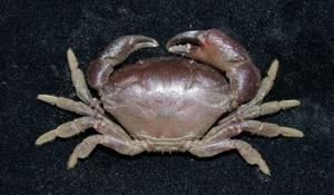 皺紋團扇蟹( i Ozius rugulosus /i )