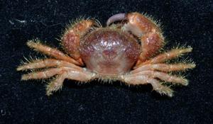 球形真毛刺蟹( i Eupilumnus globosus /i )
