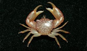 細紋梯形蟹( i Trapezia septata /i )