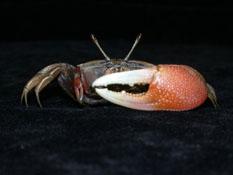 弧邊招潮( i Uca arcuata /i )