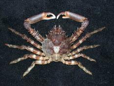 粗甲裂額蟹( i Schizophrys aspera /i )