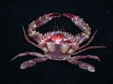 晶瑩蟳( i Charybdis lucifera /i )