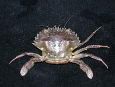 鈍齒蟳( i Charybdis hellerii /i )