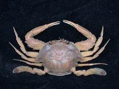 銀光梭子蟹( i Portunus argentatus /i )