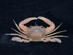 香港蟳( i Charybdis hongkongensis /i )