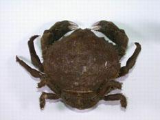 真綿蟹( i Dromia dormia /i )