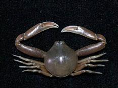 長螯拳蟹( i Philyra platychira /i )