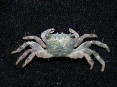 褶痕厚紋蟹( i Pachygrapsus plicatus /i )