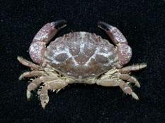 肉球皺蟹( i Leptodius sanguineus /i )