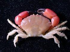 雙齒毛足蟹( i Lachnopodus bidentatus /i )
