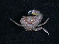 粗糙酋婦蟹( i Eriphia scabricula /i )