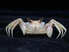 角眼沙蟹( i Ocypode ceratophthalmus /i )
