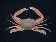 香港蟳( i Charybdis hongkongensis /i )