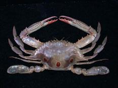 紅星梭子蟹( i Portunus sanguinolentus /i )