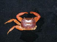 斯氏陸方蟹( i Geograpsus stormi /i )