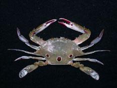 紅星梭子蟹( i Portunus sanguinolentus /i )