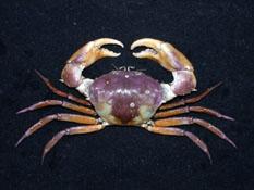 雙刺靜蟹( i Galene bispinosa /i )