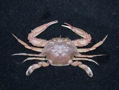 銀光梭子蟹( i Portunus argentatus /i )