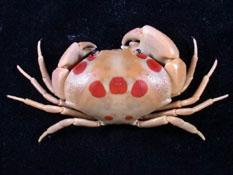 紅斑瓢蟹( i Carpilius maculatus /i )