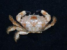 灰青鄰扇蟹( i Juxtaxanthias lividus /i )