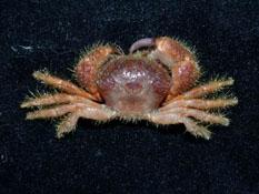 球形真毛刺蟹( i Eupilumnus globosus /i )