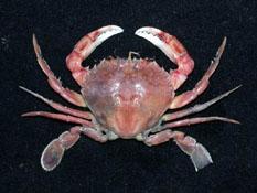 細點圓趾蟹( i Ovalipes punctatus /i )