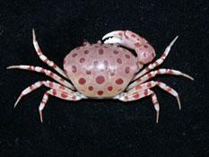 紅斑斗蟹( i Liagore rubromaculata /i )