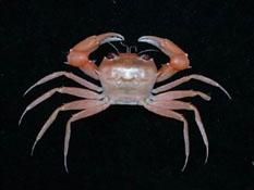 ( i Psopheticus hughi /i )
