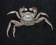 日本絨螯蟹( i Eriocheir japonicus /i )