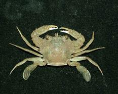 雙斑蟳( i Charybdis bimaculata /i )