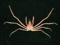 聖氏密刺蟹( i Pleistacantha sanctijohannis /i )