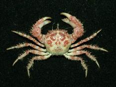 多刺毛刺蟹( i Pilumnus acanthosoma /i )