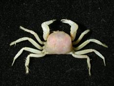 紅色相機蟹( i Camatopsis rubida /i )