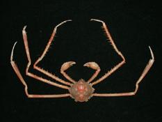 多槳扁蛛蟹( i Platymaia remifera /i )