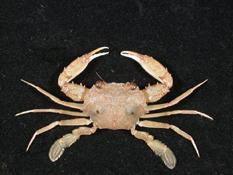 雙斑蟳( i Charybdis bimaculata /i )