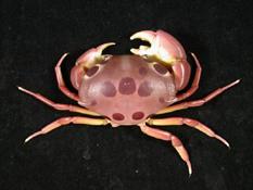紅斑瓢蟹( i Carpilius maculatus /i )