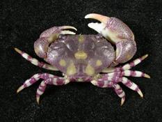 環紋金沙蟹( i Lydia annulipes /i )